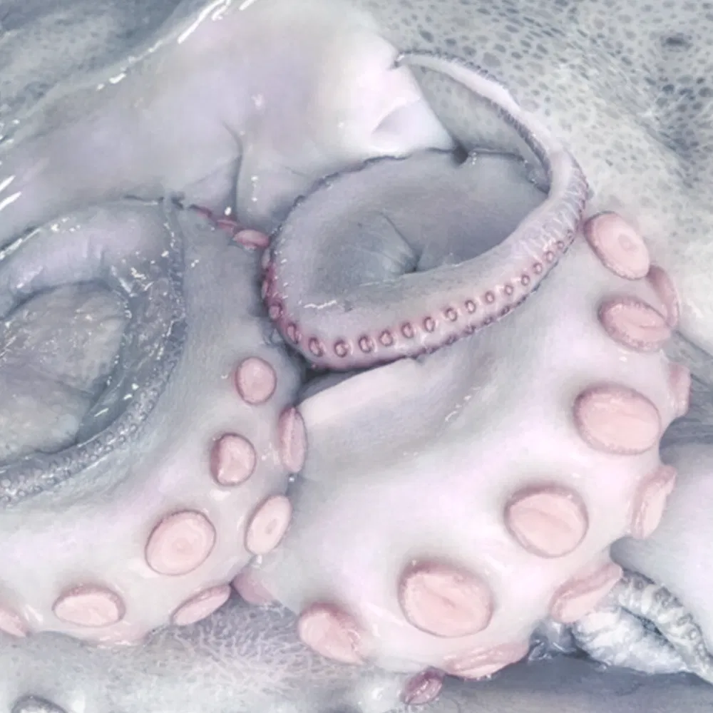 Avatar of Tentacle Monster ☆*·