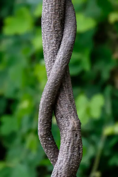 Avatar of Fucked by a tree.
