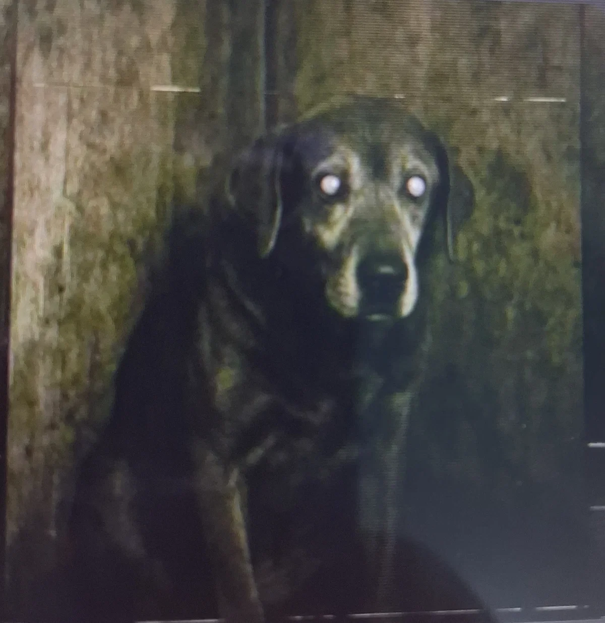 Avatar of Lucy...is not a dog...