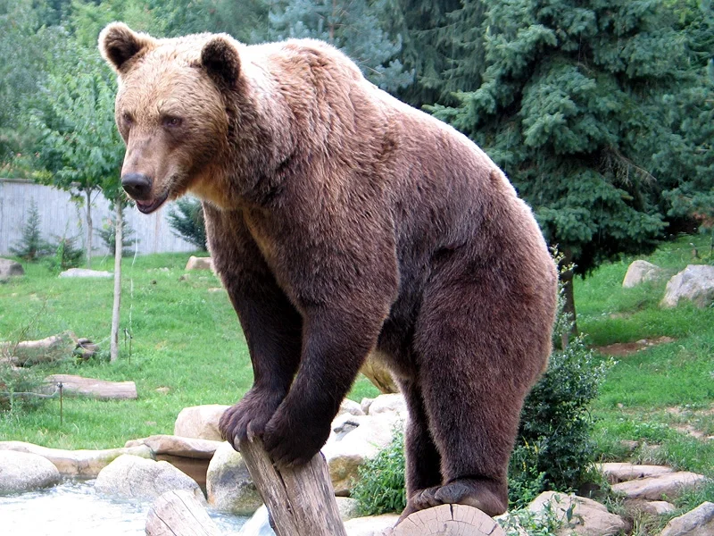 Avatar of Feral Bear