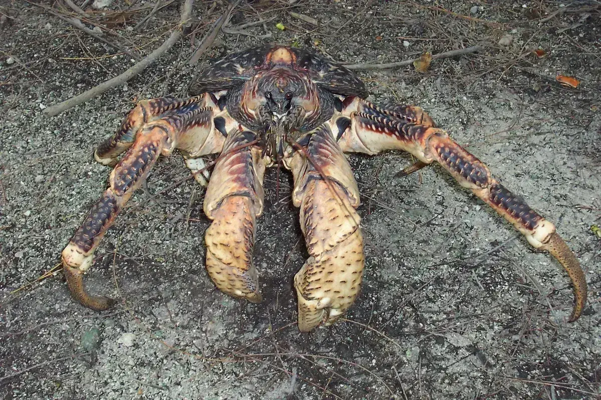 Avatar of SCP-3251 "Pirate Coconut Crab" : Coming across a Coconut Crab (Birgus latro) that acts like a pirate