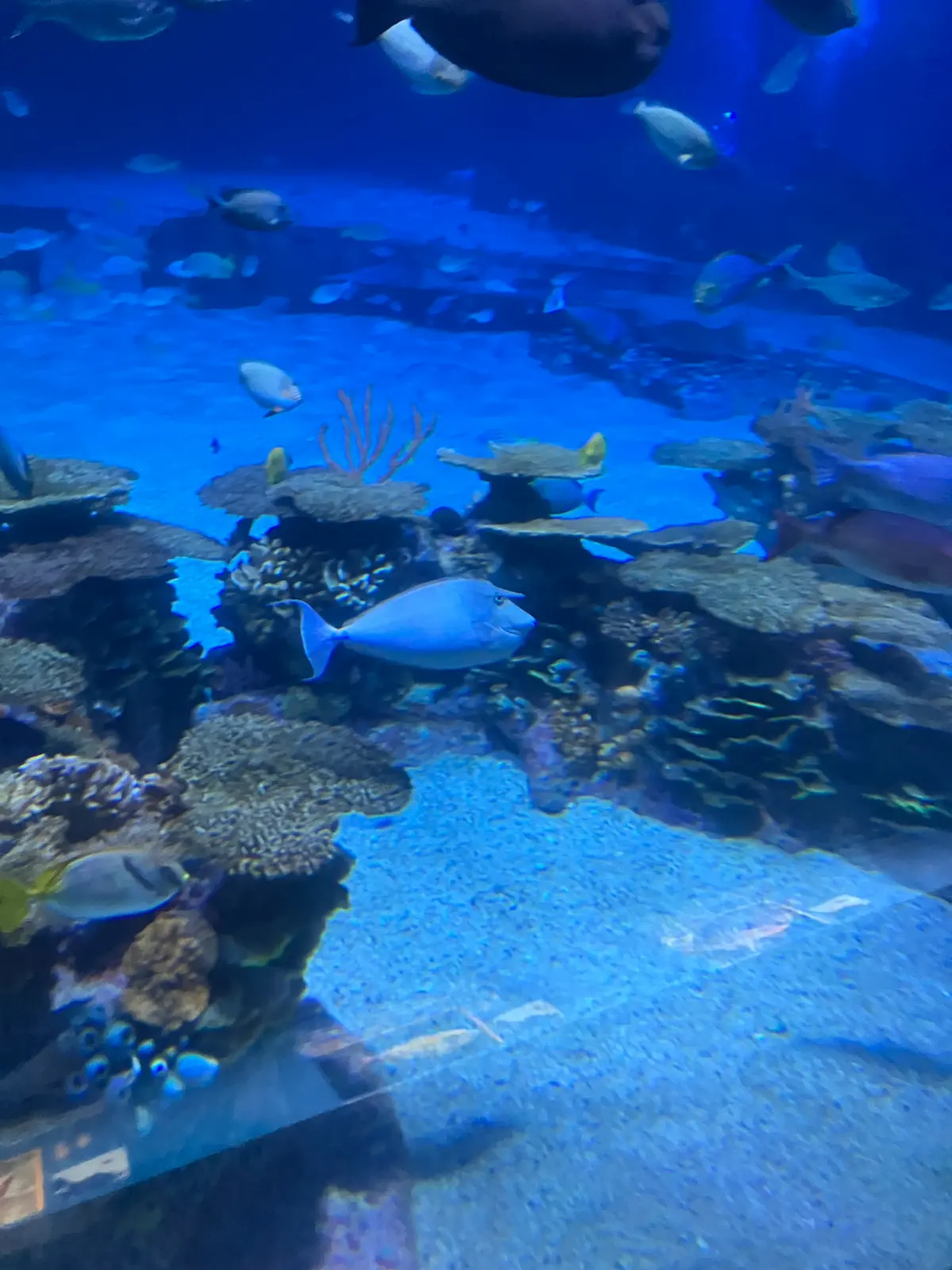 Avatar of The ocean