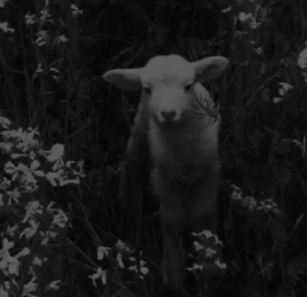 Avatar of the lamb