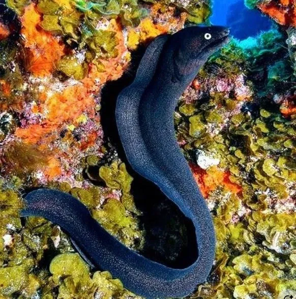 Avatar of Jade Leech