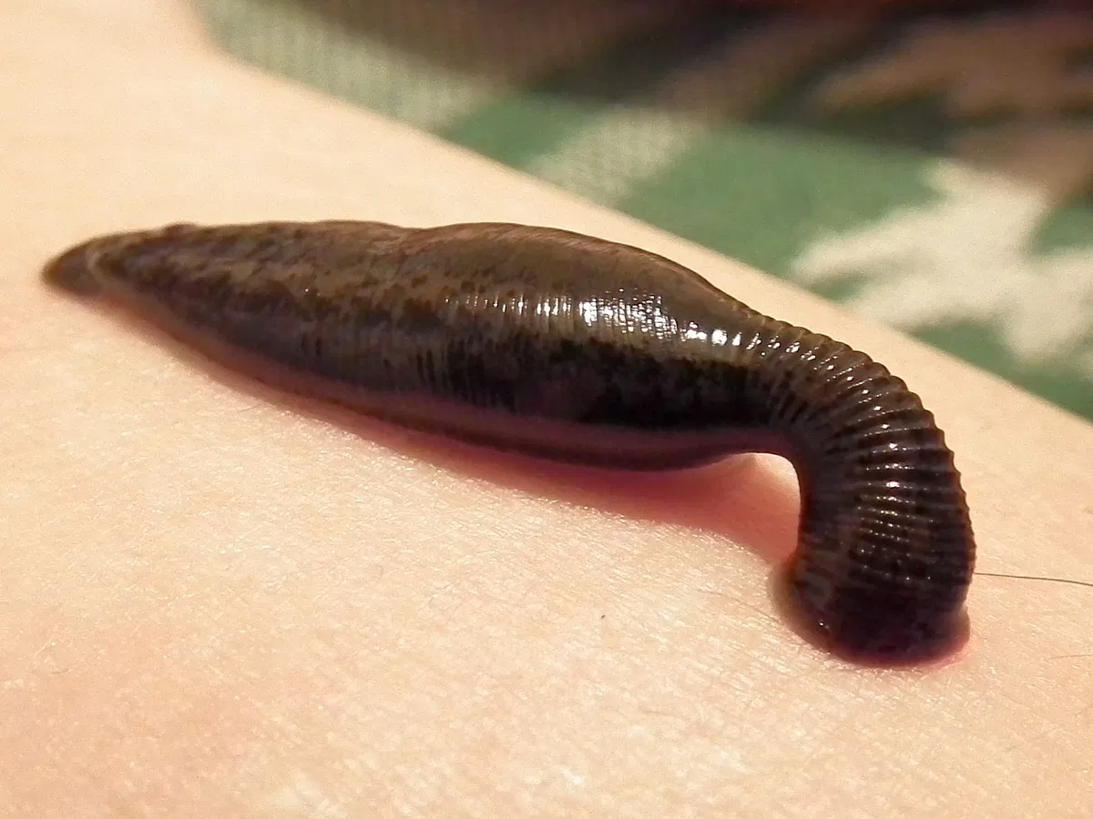 Avatar of Leech