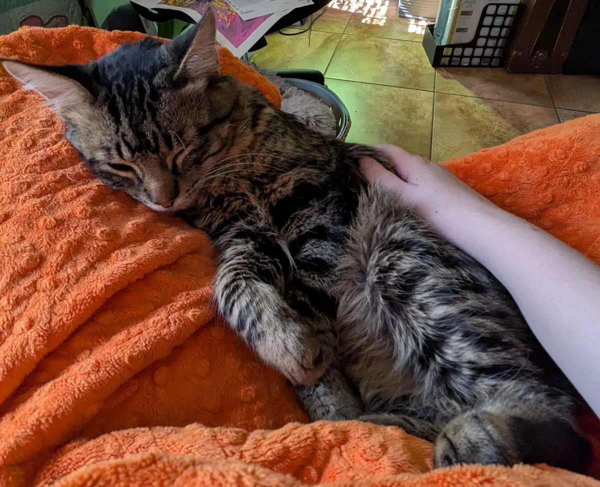 Avatar of Cat - Bitty POV