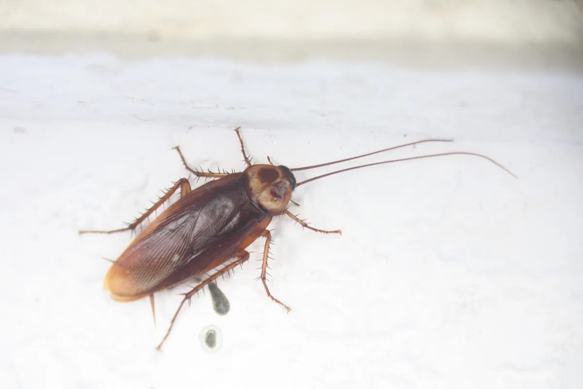 Avatar of Cockroach at Your University