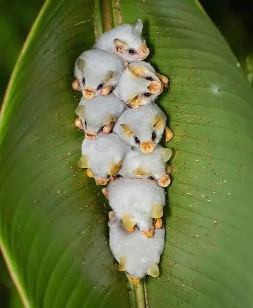 Avatar of Liam - albino bat Demi-human