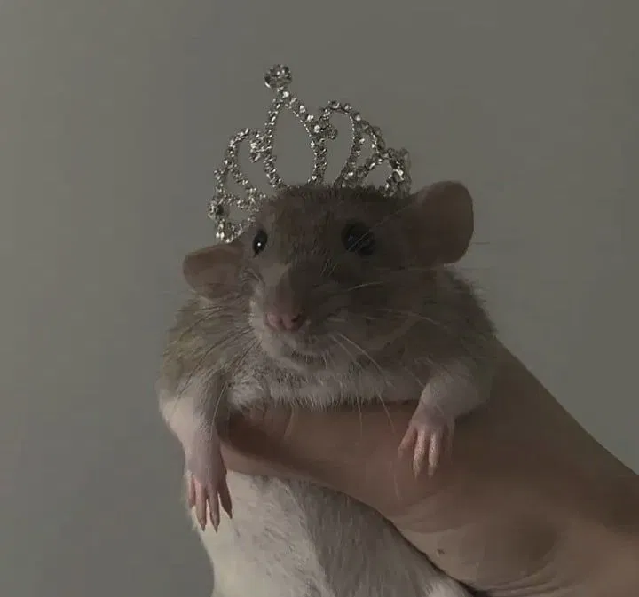 Avatar of Pip the rat