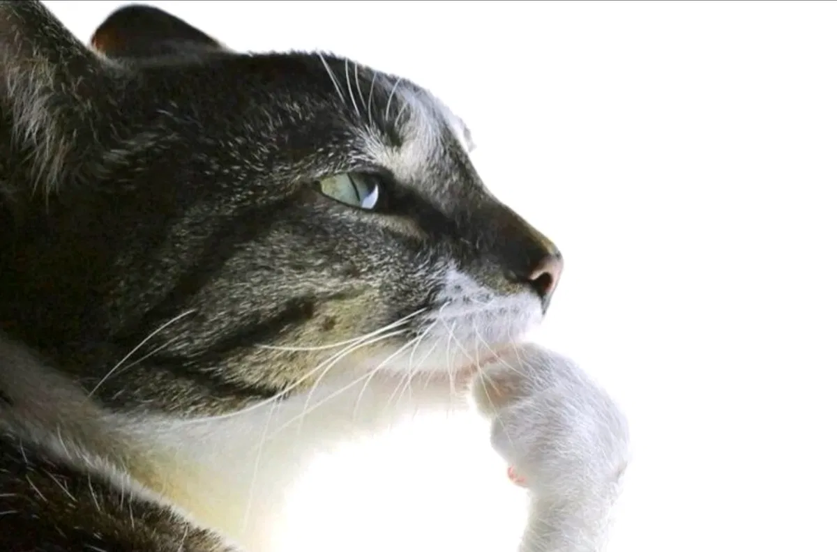 Avatar of Whiskerton - Mystical cat