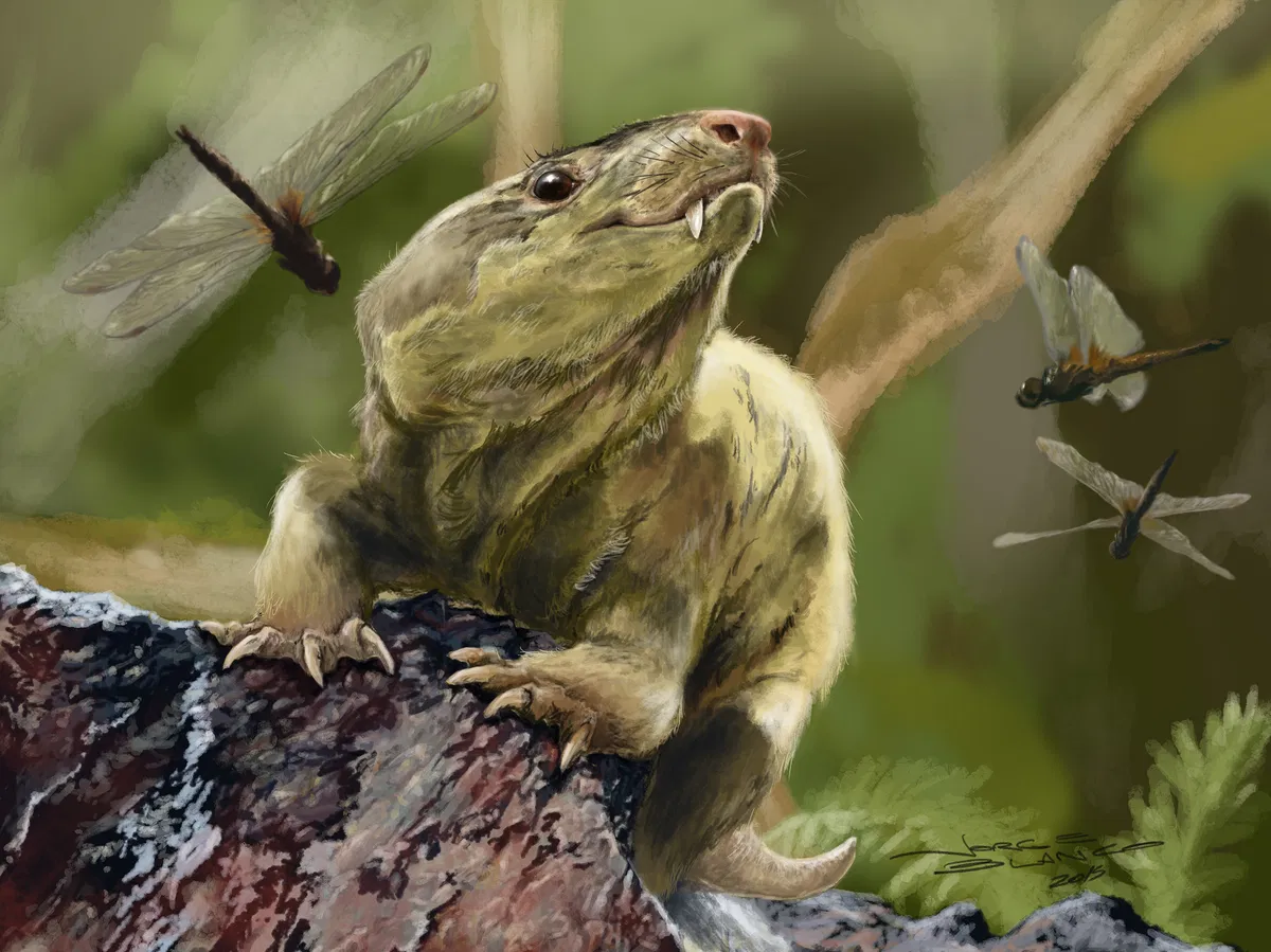 Avatar of Bonacynodon (Fidget or Willow)