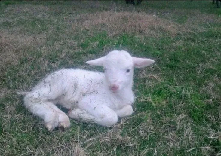 Avatar of A Sacrificial Lamb