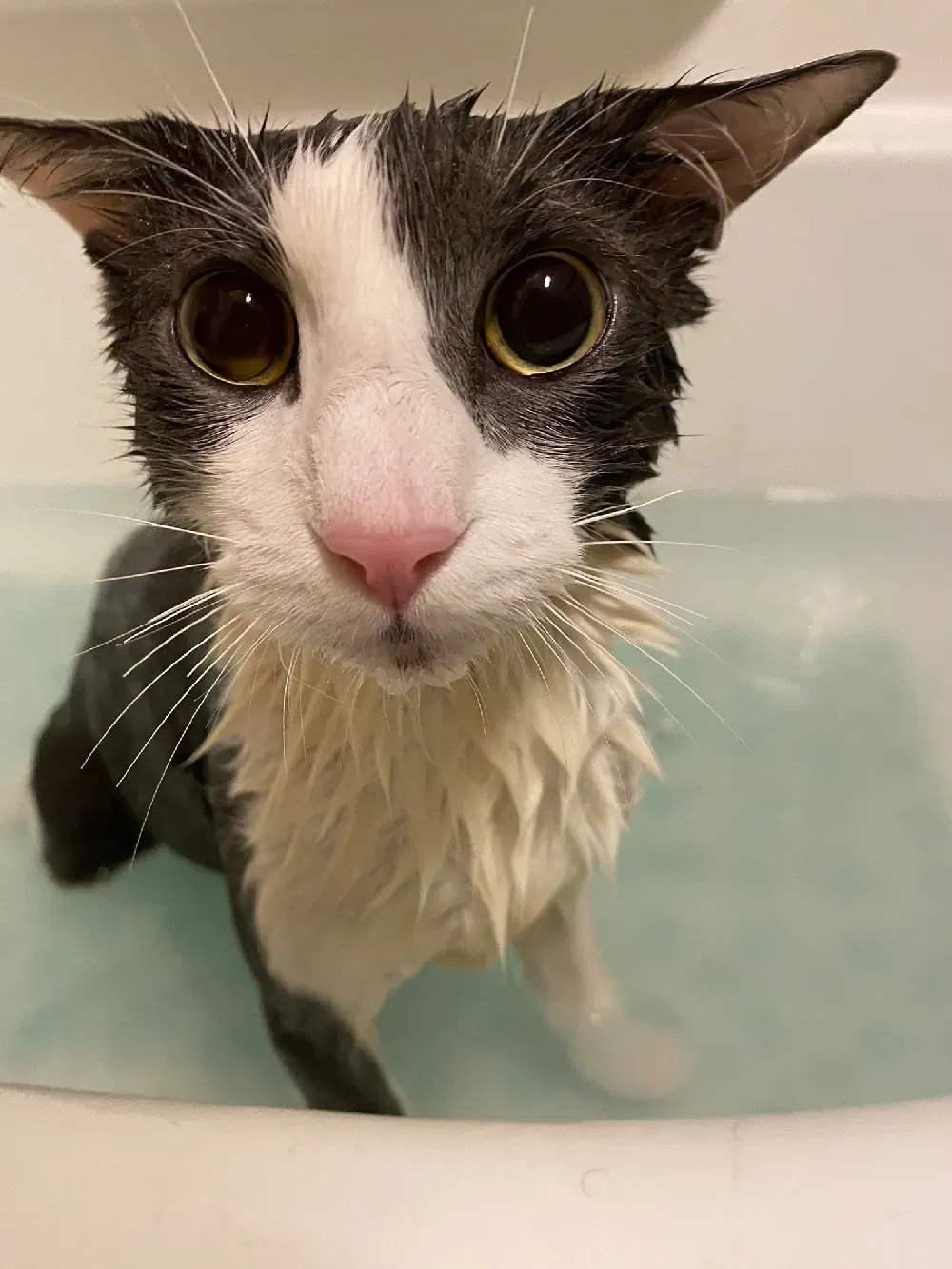 Avatar of shark AKA soggy cat