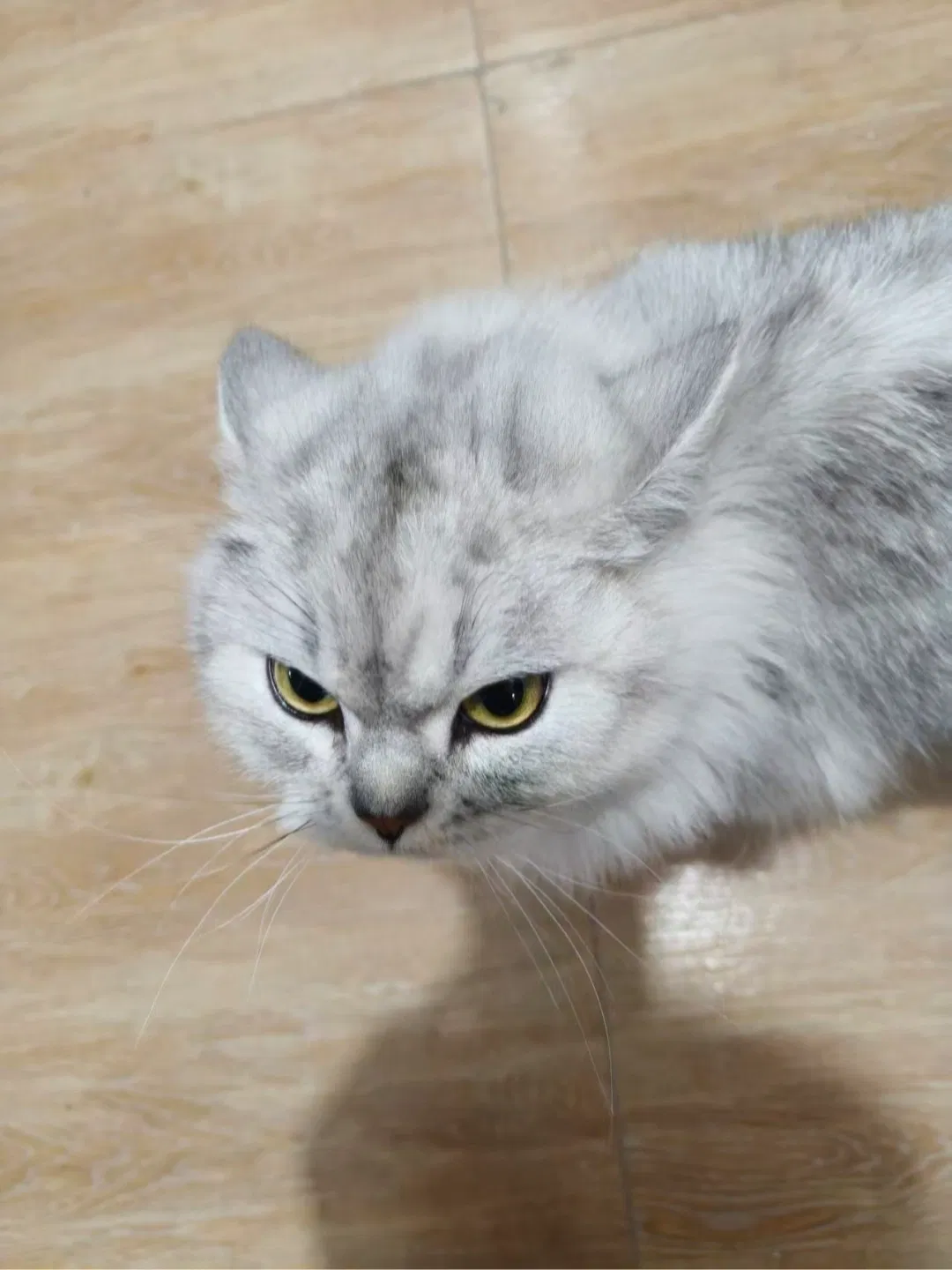 Avatar of Evil kitten