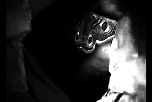 Avatar of Deathmoth