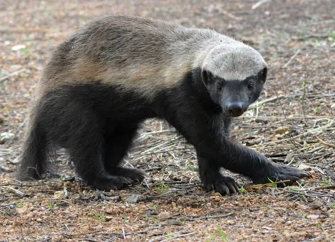 Avatar of 500 angry honey badgers