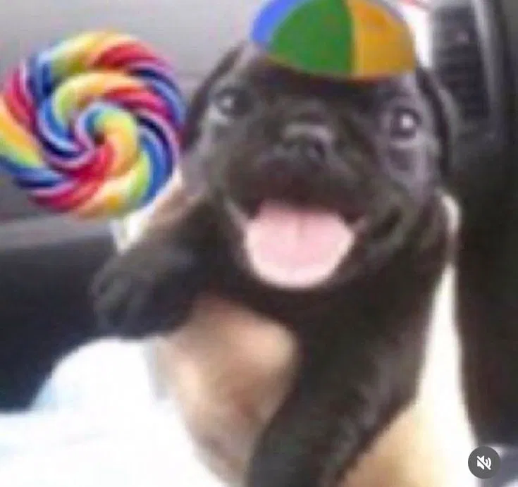 Avatar of Crazy little puppy
