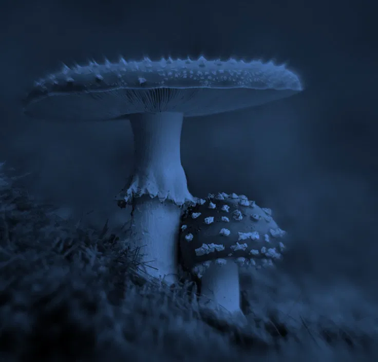 Avatar of Me and You are Mushrooms