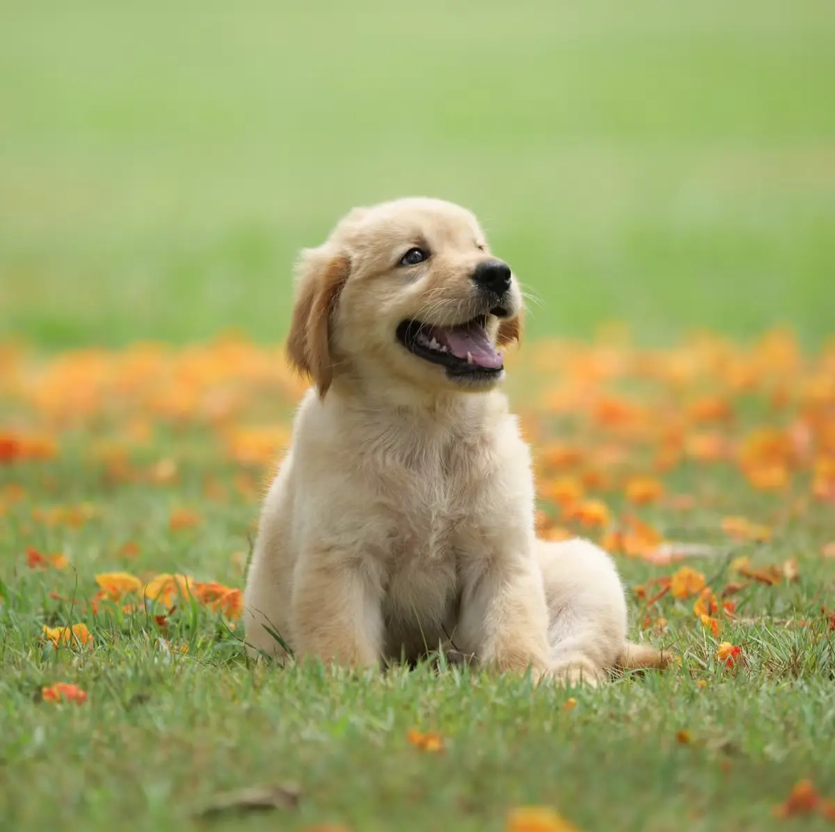 Avatar of Dog