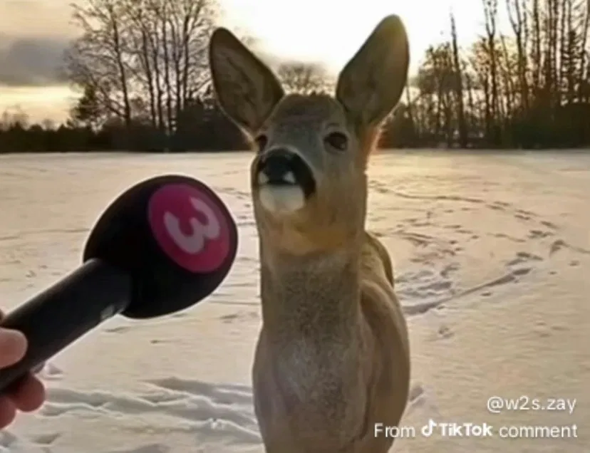 Avatar of I have something to say