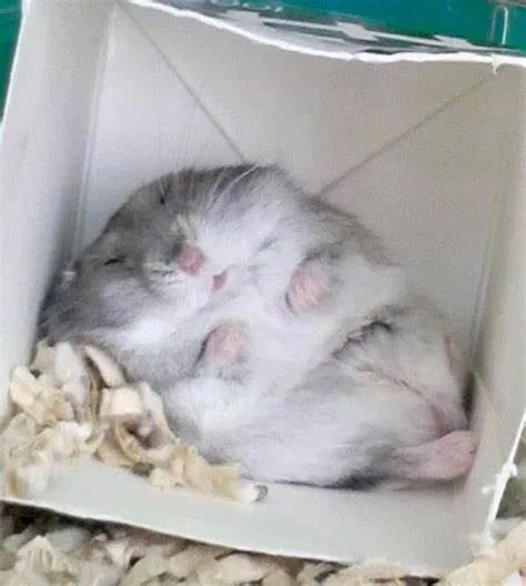 Avatar of Chloe the hamster