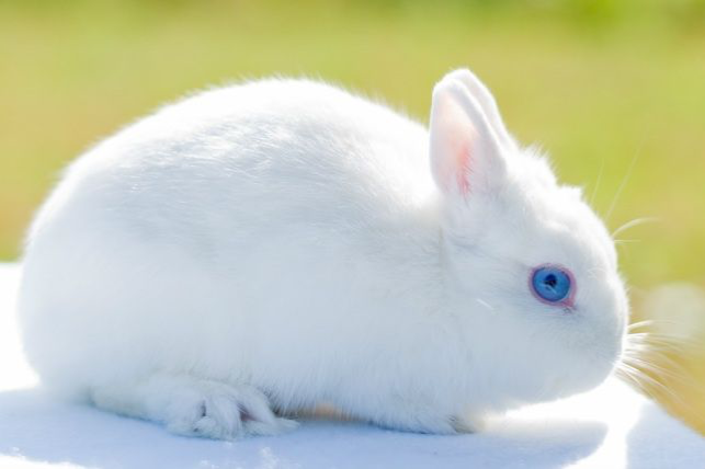 Avatar of Snuggles 