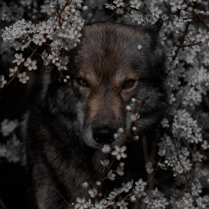 Avatar of Nina the killer - Scene as a Wolf