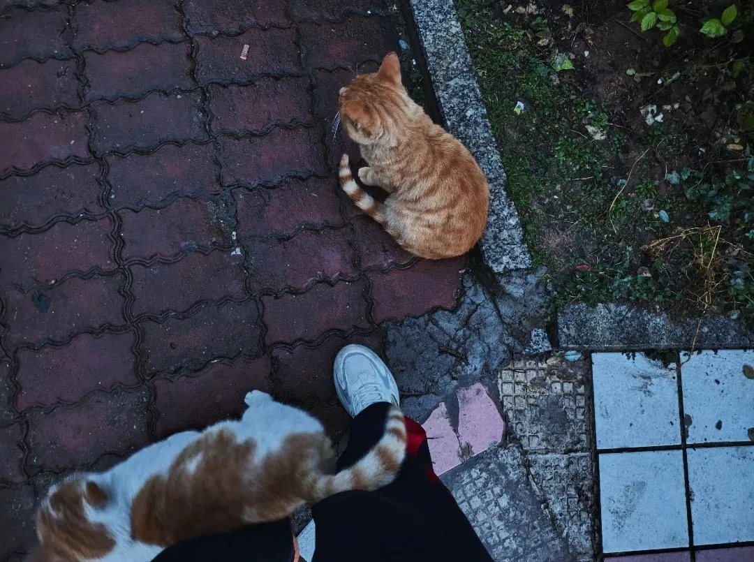 Avatar of Kitten.