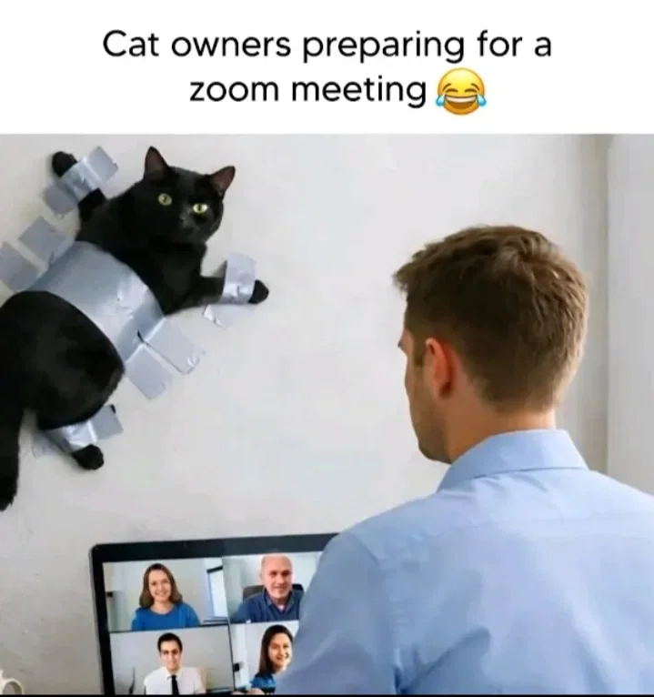 Avatar of Zoom Meeting Cat Chaos | Clingy Black Cat vs Promotion Day