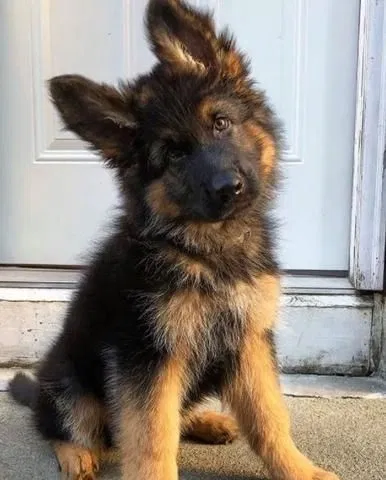 Avatar of puppy