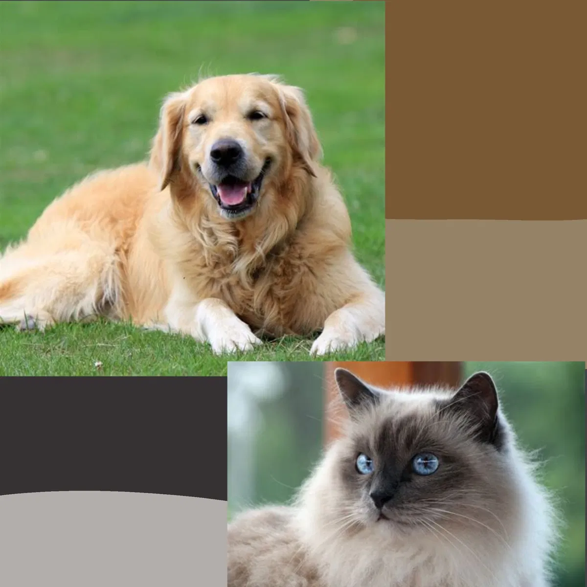 Avatar of Your two loving pets/companions