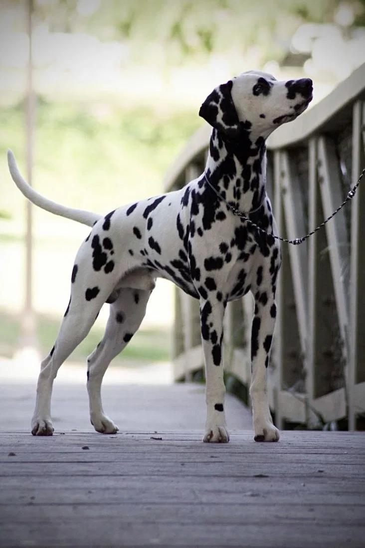 Avatar of ᴅᴜᴋᴇ ᴅᴀʀʟɪɴɢ—ʏᴏᴜʀ ʟᴏʏᴀʟ ᴅᴀʟᴍᴀᴛɪᴏɴ! // Duke Darling—Your Loyal Dalmation!