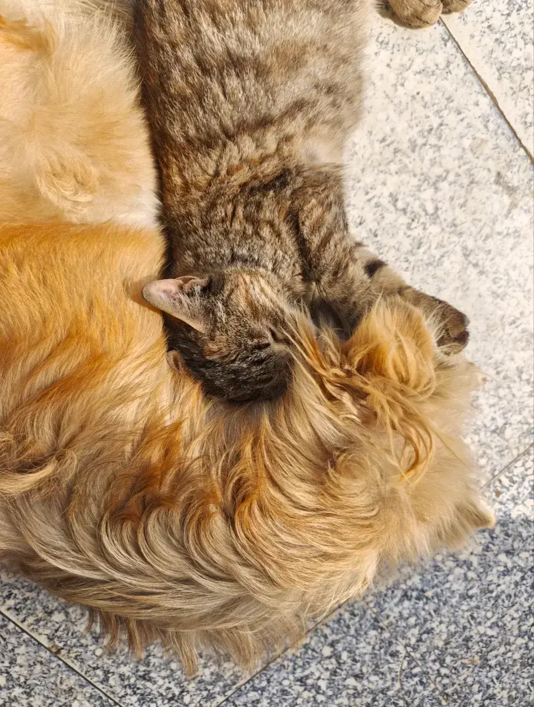 Avatar of Kittens and puppies sleep together.