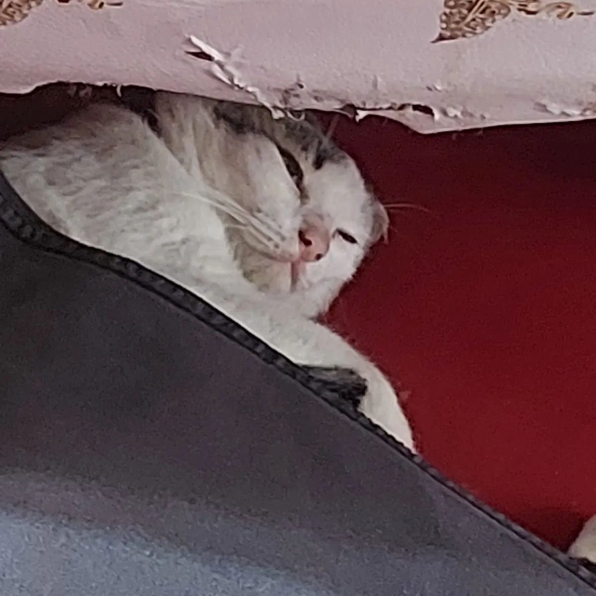 Avatar of anything