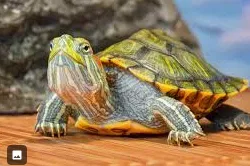 Avatar of Derble, Berble's cousin 
