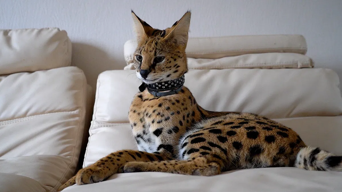 Avatar of Thor The Serval