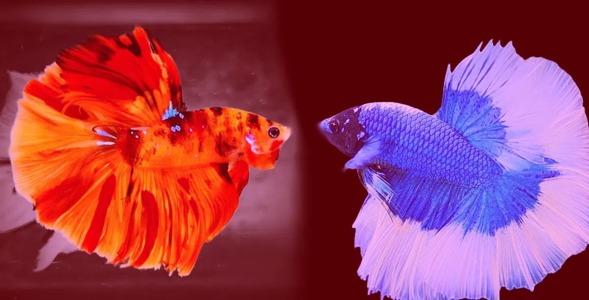 Avatar of Fishy Love
