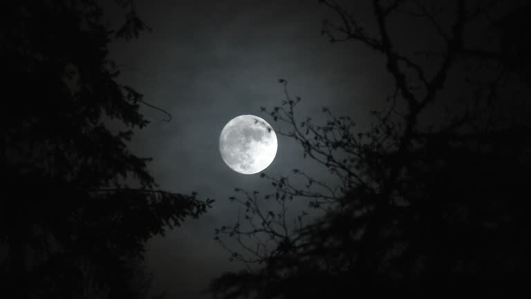 Avatar of Night Of The Werewolves 🌕🐺