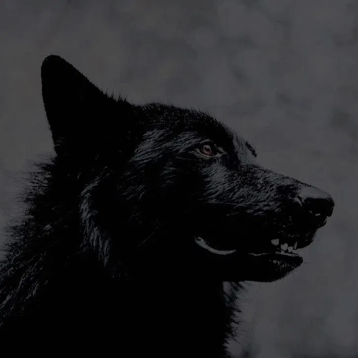 Avatar of Sirius Orion Black ✧ HP