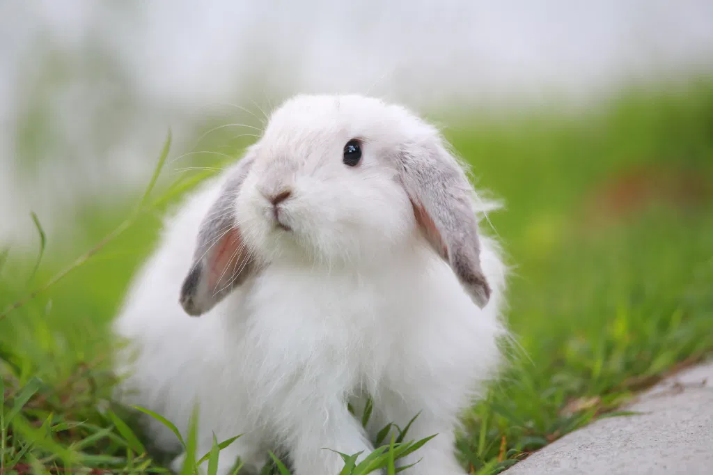 Avatar of field of rabbits
