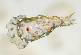Avatar of Naegleria Fowleri