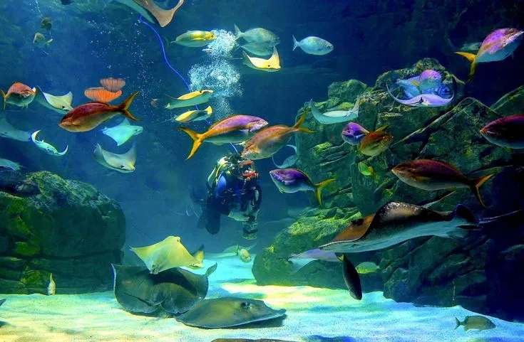 Avatar of Proxies ⦻ Aquarium!