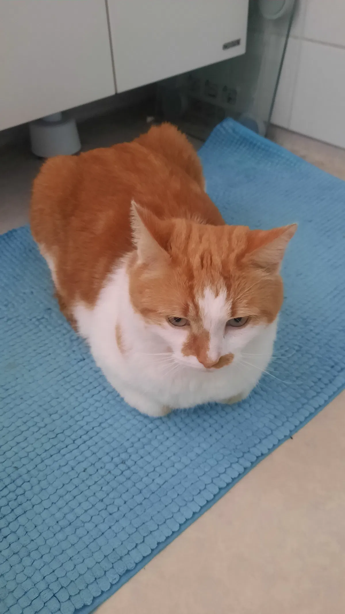 Avatar of My cat