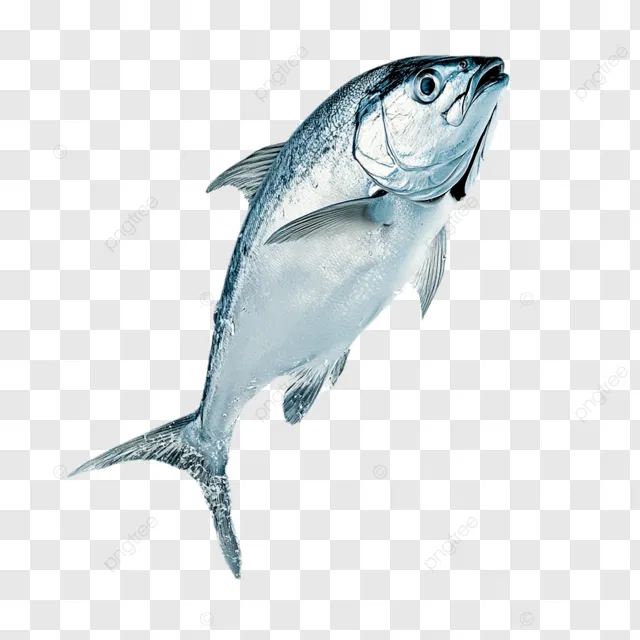Avatar of Tia | tiger shark