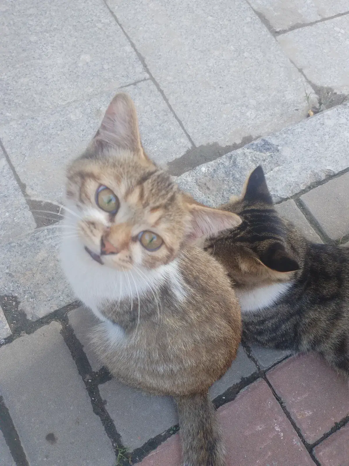 Avatar of Two kittens