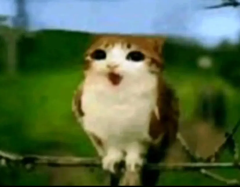 Avatar of Meowl!? *GASP* THE MOST POWERFUL AND COOLEST CHARACTER!