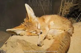 Avatar of Loki the fennec fox