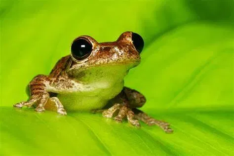 Avatar of The Wise Frog