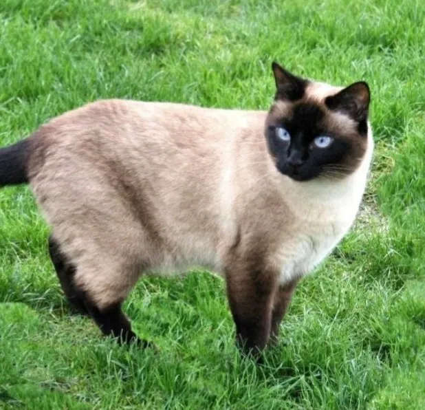 Avatar of Siamese Cat Transfur