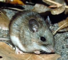 Avatar of evil homophobic mouse